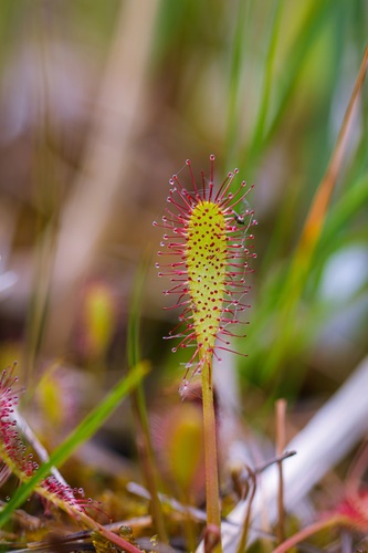 Great Sundew