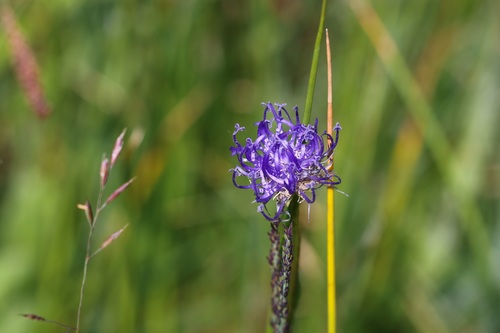 Round-headed Rampion
