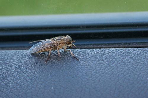 Band-eyed Brown Horse Fly