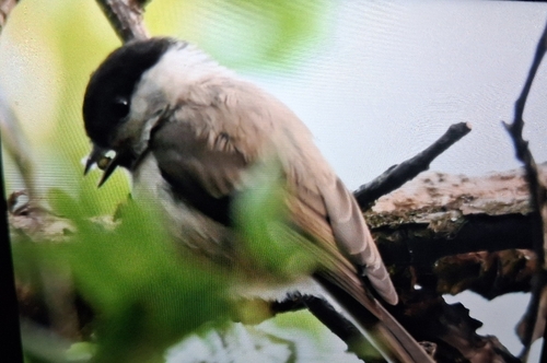 Marsh Tit