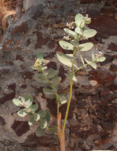 giant milkweed
