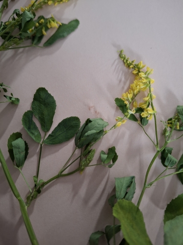 Yellow Sweetclover