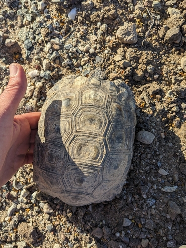 Mojave Desert Tortoise
