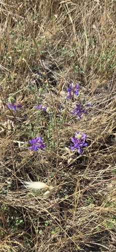 iNaturalist observation photo of lupines