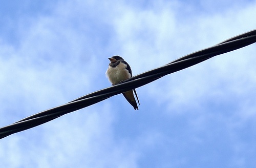 Barn Swallow