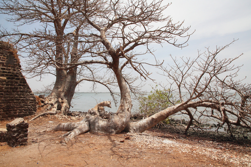 African baobab