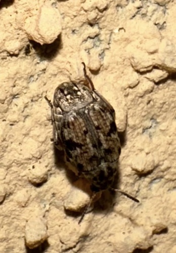 Prosopis Seed Beetle