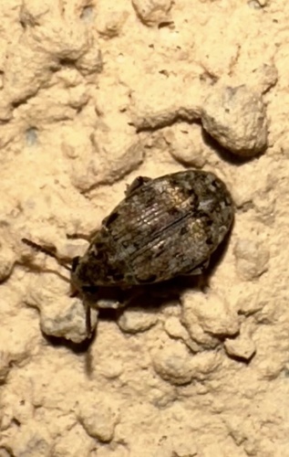 Prosopis Seed Beetle