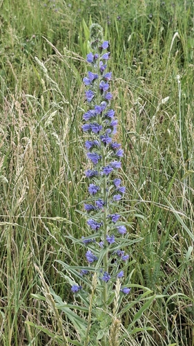 viper's-bugloss