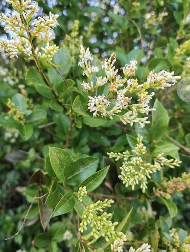 Common Privet