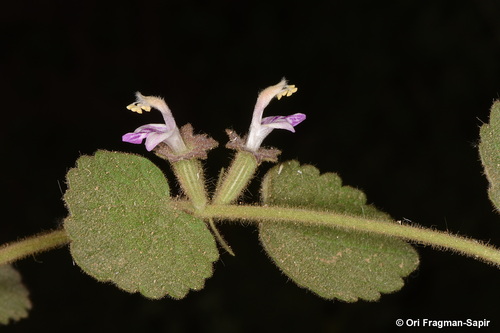 Ballota saxatilis