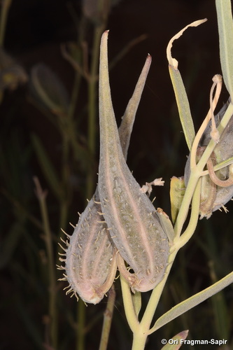 Gomphocarpus sinaicus