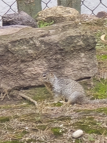 Rock Squirrel