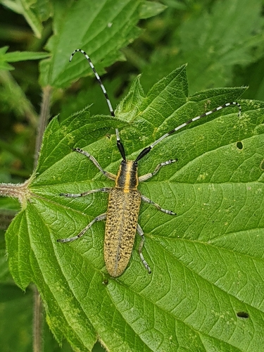 Golden-bloomed Longhorn Beetle