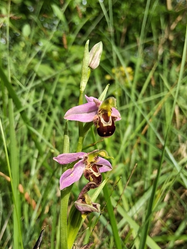 Bee Orchid