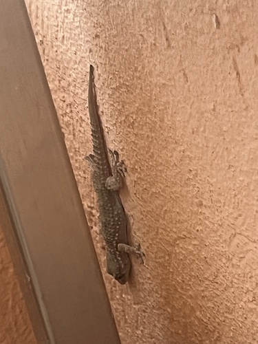 Moorish Gecko