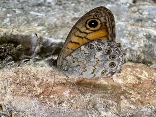 Wall Brown