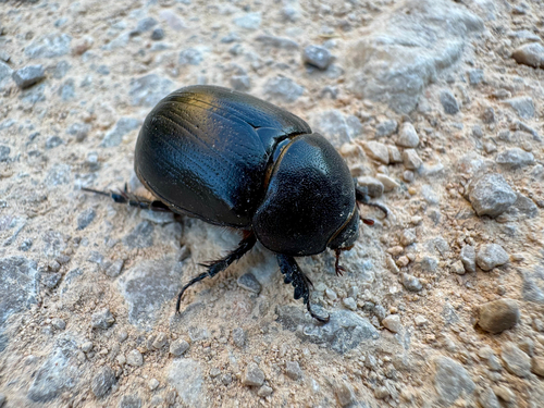 Pentodon idiota