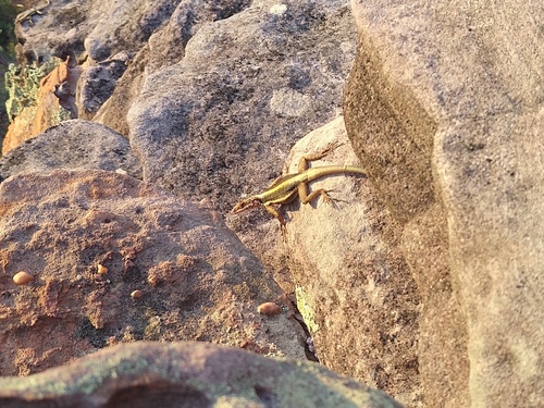 Striped Lava Lizard
