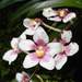 Ravine Orchid - Photo (c) Frank McGrath, all rights reserved, uploaded by Frank McGrath
