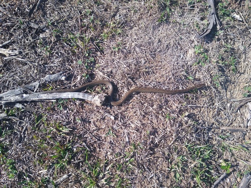 Coastal House Snake