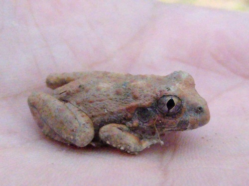 Rapids Frog