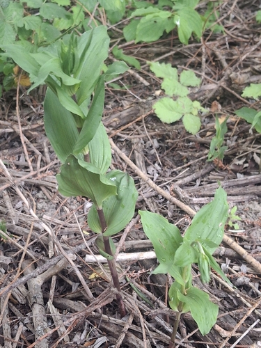 Broad-leaved helleborine