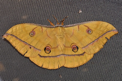 Japanese Silk Moth