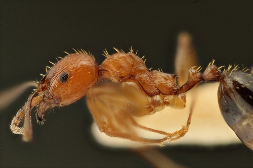 Aphaenogaster trinacriaeAphaenogaster trinacriae