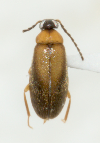 Canifa pallipes