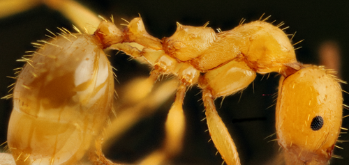 Aphaenogaster fioriiAphaenogaster fiorii