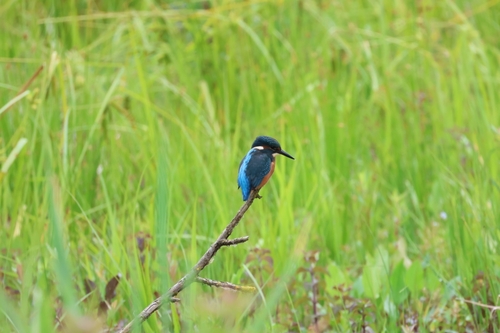Common Kingfisher