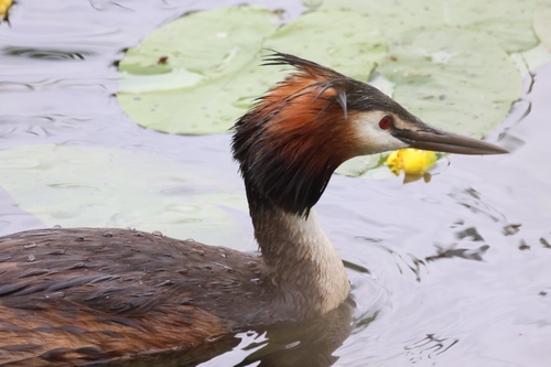 Great Crested Grebe