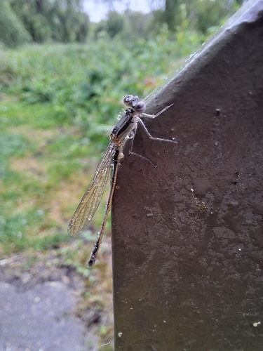 Blue-tailed Damselfly