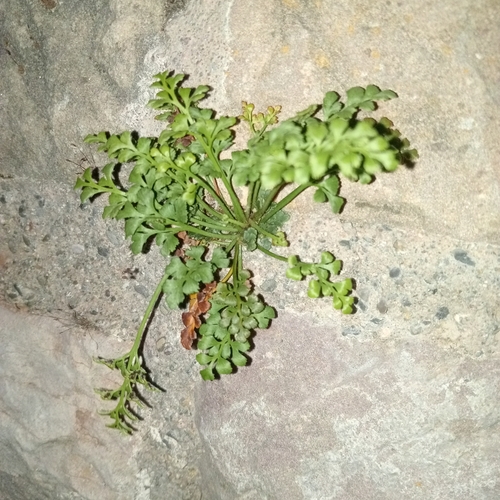 wall-rue