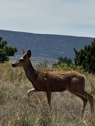 Mule Deer