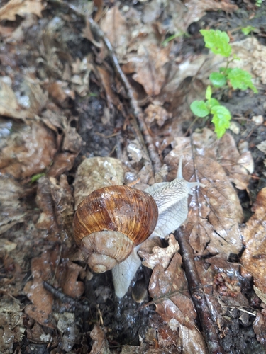 Roman Snail