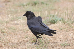 Common Raven