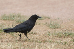 Common Raven