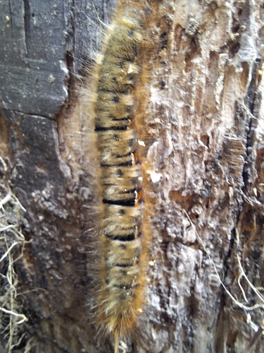 Oak Eggar
