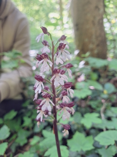 Lady Orchid
