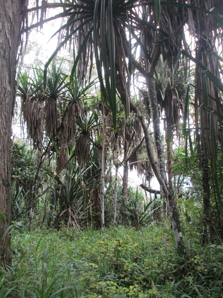 Pandanus brosimos