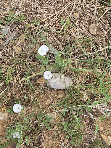 field bindweed