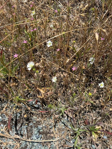 iNaturalist observation photo of Hayfield Tarweed