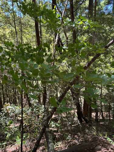 iNaturalist observation photo of Pacific Dogwood