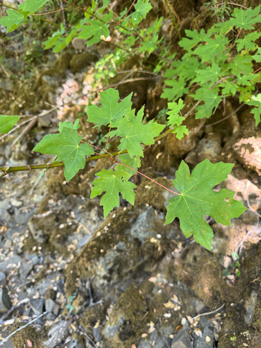 iNaturalist observation photo of bigleaf maple