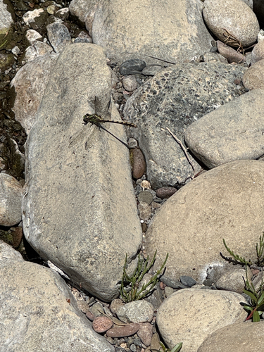 iNaturalist observation photo of Bison Snaketail