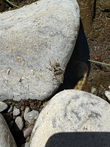 iNaturalist observation photo of Bison Snaketail