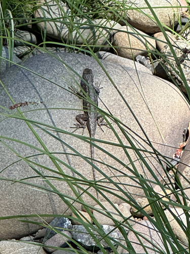 iNaturalist observation photo of Western Fence Lizard