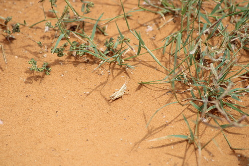 Obscure grasshopper